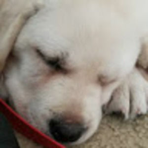 Meet your Posher, Ja